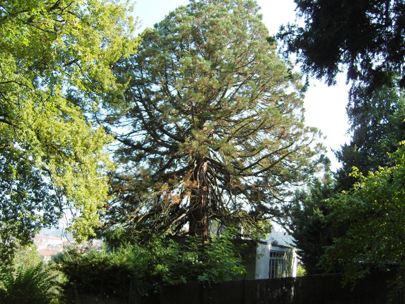 Séquoia géant à Périgueux